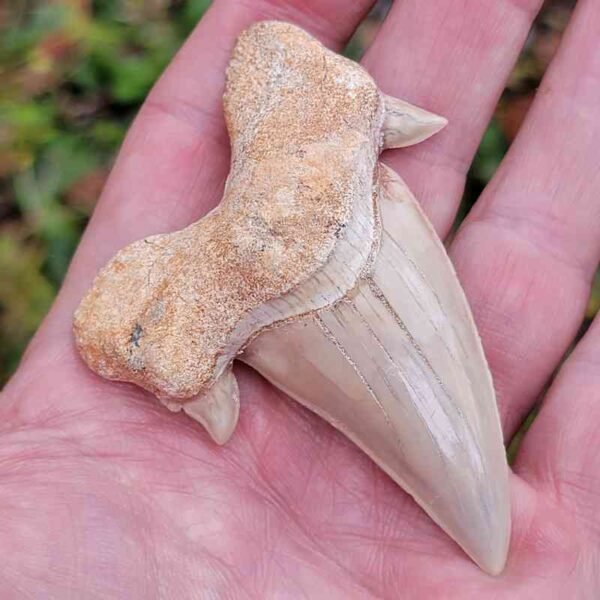 Otodus Shark Tooth