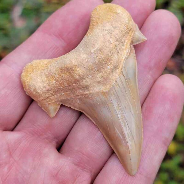 Otodus Shark Tooth