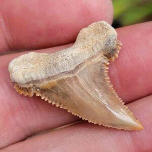 Paleocharchardon Shark Tooth