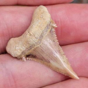 Paleocharchardon Shark Tooth