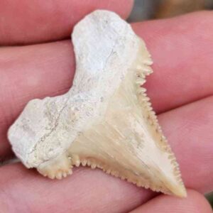 Paleocharchardon Shark Tooth
