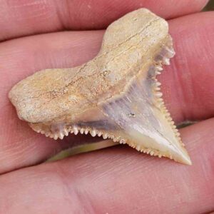 Paleocharchardon Shark Tooth
