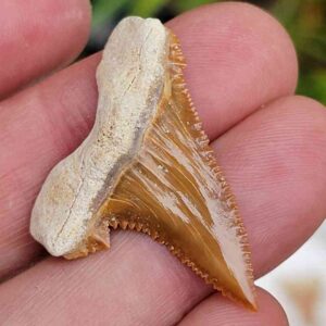 Paleocharchardon Shark Tooth