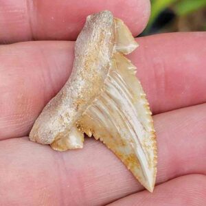 Paleocharchardon Shark Tooth
