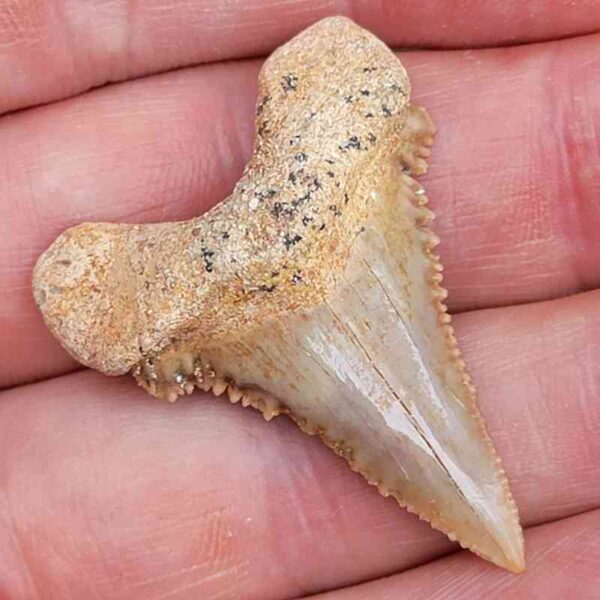 Paleocharchardon Shark Tooth