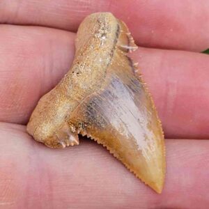 Paleocharchardon Shark Tooth