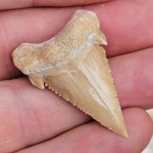Paleocharchardon Shark Tooth
