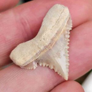 Paleocharchardon Shark Tooth
