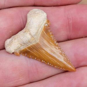 Paleocharchardon Shark Tooth