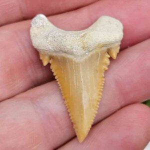 Palaeocarcharodon Shark Teeth