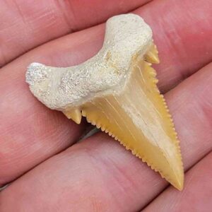 Paleocharchardon Shark Tooth