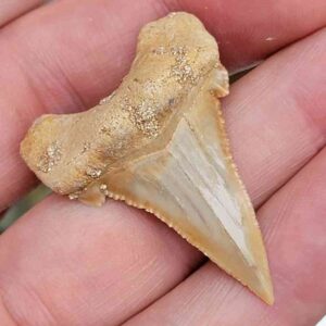 Paleocharchardon Shark Tooth