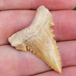 Paleocharchardon Shark Tooth