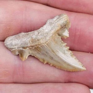Paleocharchardon Shark Tooth