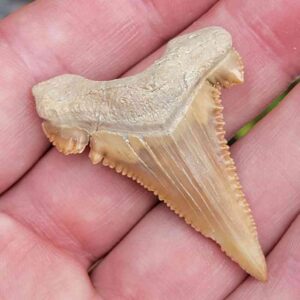 Paleocharchardon Shark Tooth
