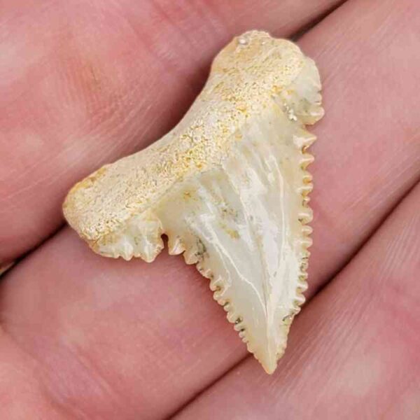 Paleocharchardon Shark Tooth