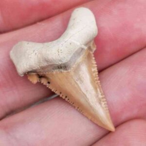 Paleocharchardon Shark Tooth