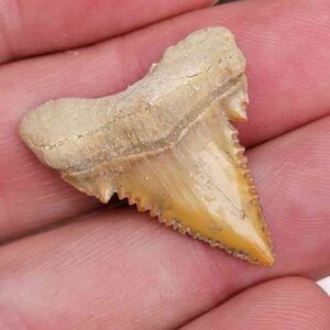 Paleocharchardon Shark Tooth