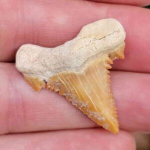 Paleocharchardon Shark Tooth
