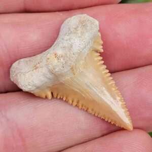 Paleocharchardon Shark Tooth