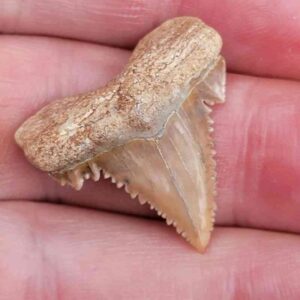 Paleocharchardon Shark Tooth