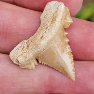 Paleocharchardon Shark Tooth