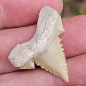 Paleocharchardon Shark Tooth