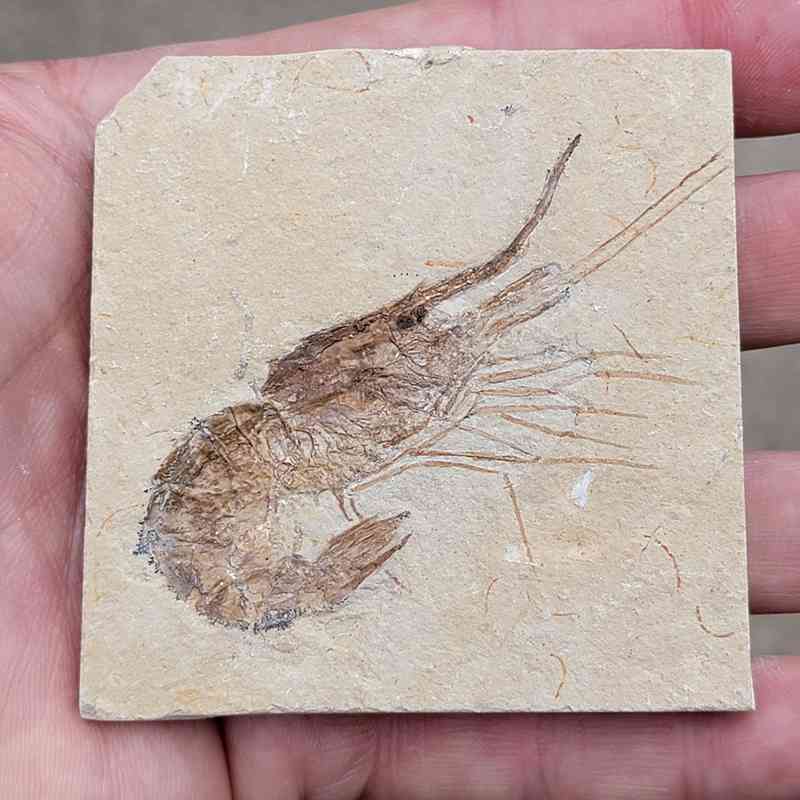 Cretaceous Fossil Shrimp - Exquisitely Preserved Lebanon