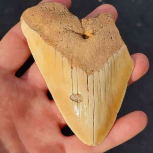 South Pacific Megalodon Teeth Natural