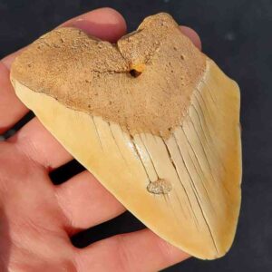 South Pacific Megalodon Shark Tooth