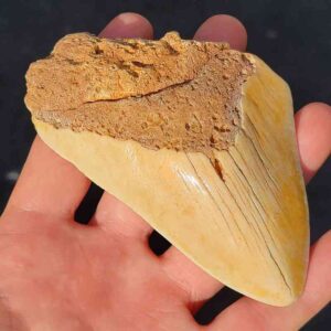 South Pacific Megalodon Shark Tooth
