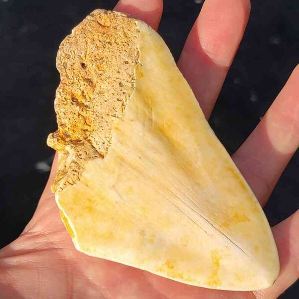 South Pacific Megalodon Shark Tooth