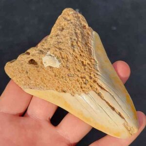 South Pacific Megalodon Shark Tooth