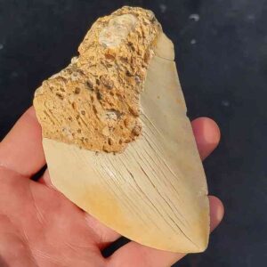 South Pacific Megalodon Shark Tooth