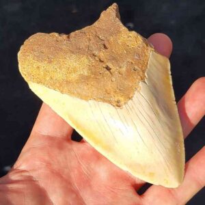 South Pacific Megalodon Shark Tooth