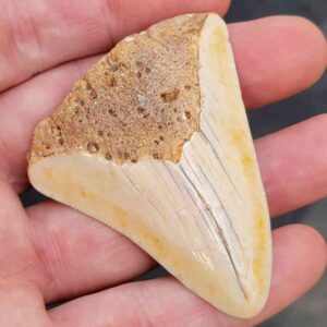 South Pacific Megalodon Shark Tooth