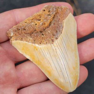 South Pacific Megalodon Shark Tooth