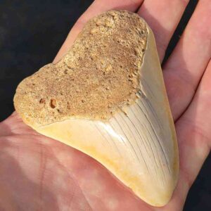 South Pacific Megalodon Shark Tooth