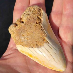 South Pacific Megalodon Shark Tooth