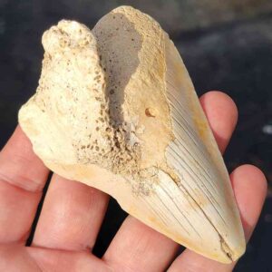 South Pacific Megalodon Shark Tooth