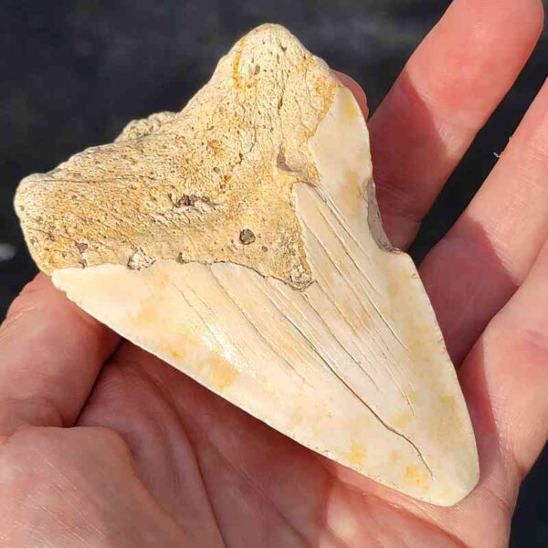 South Pacific Megalodon Shark Tooth