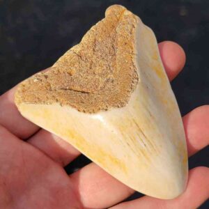 South Pacific Megalodon Shark Tooth
