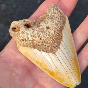 South Pacific Megalodon Shark Tooth