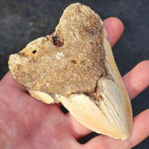 South Pacific Megalodon Shark Tooth