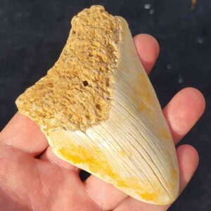 South Pacific Megalodon Shark Tooth
