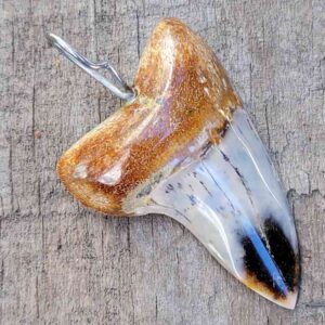 Bakersfield Megalodon Pendant