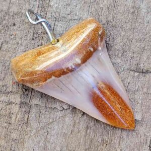 Bakersfield Megalodon Pendant
