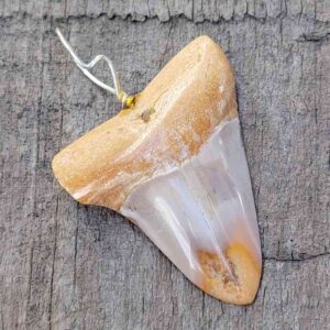 Bakersfield Megalodon Pendant