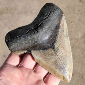 Fossil Megalodon tooth