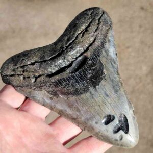 Fossil Megalodon tooth